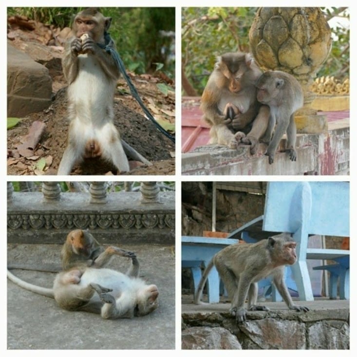 Macaques mechants ?!
