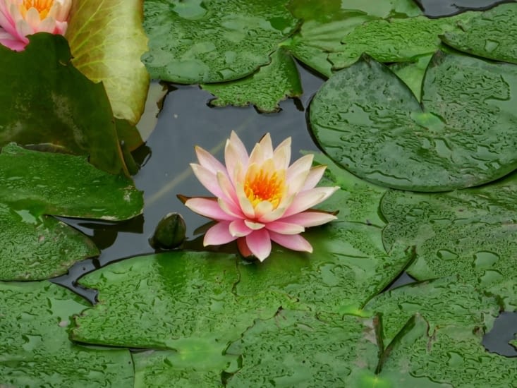 Le temple de la Litterature