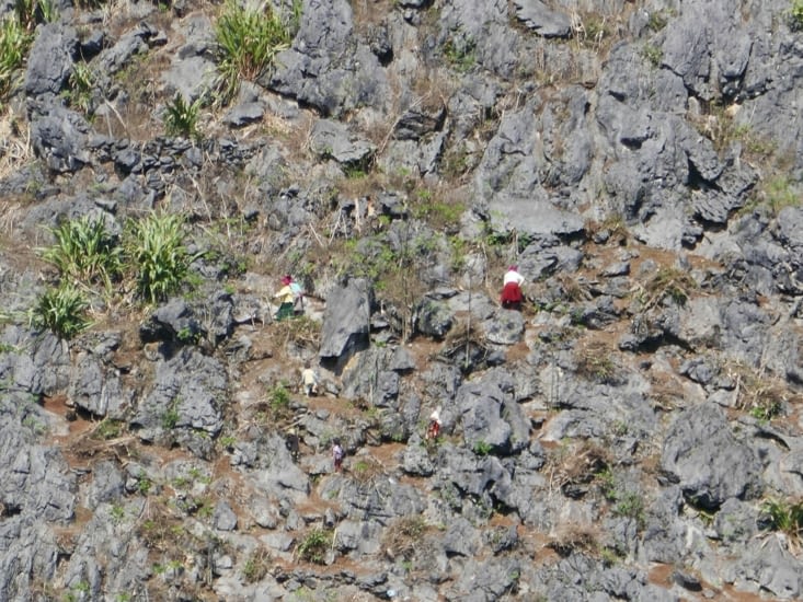Plantations en hautes altitudes