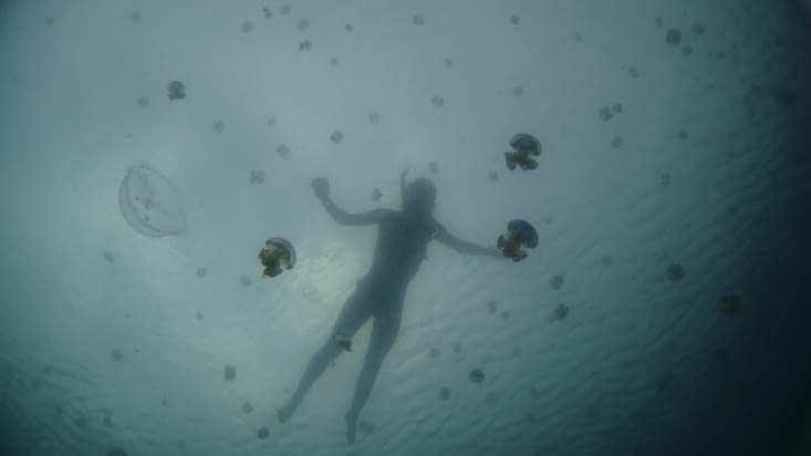 Cap ou pas cap de nager avec les meduses?