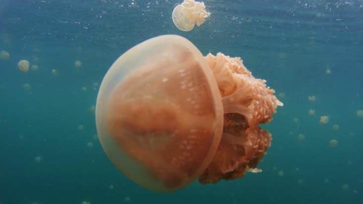 Cap ou pas cap de nager avec les meduses?