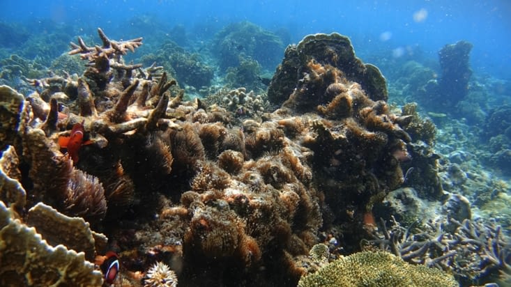 Les coraux de Tumbak