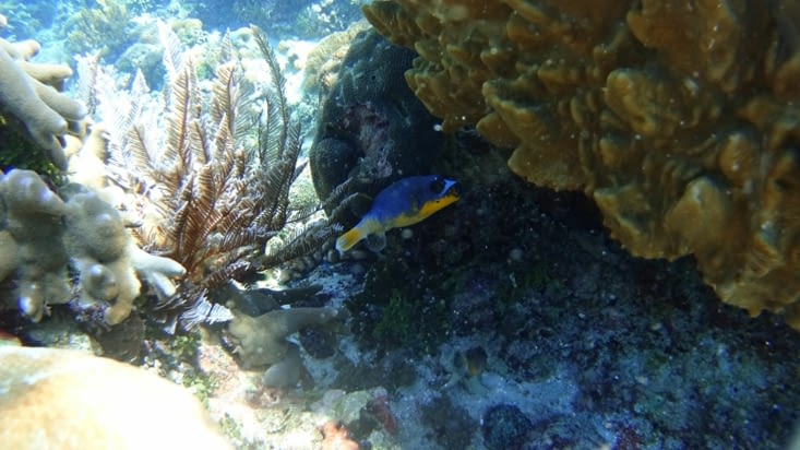 Les coraux de Tumbak