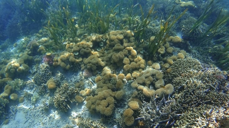 Les coraux de Tumbak