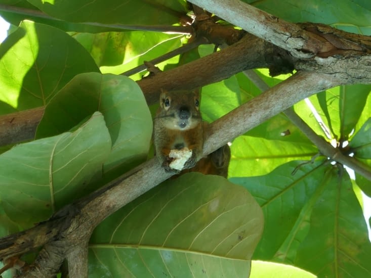Les écureuils de l'hotel