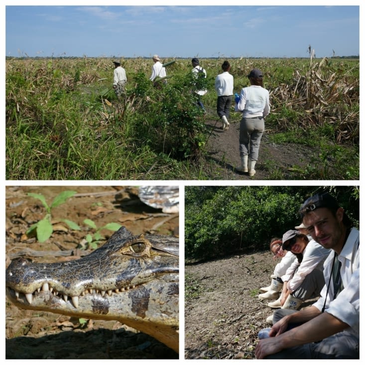 A la chasse à l'anaconda
