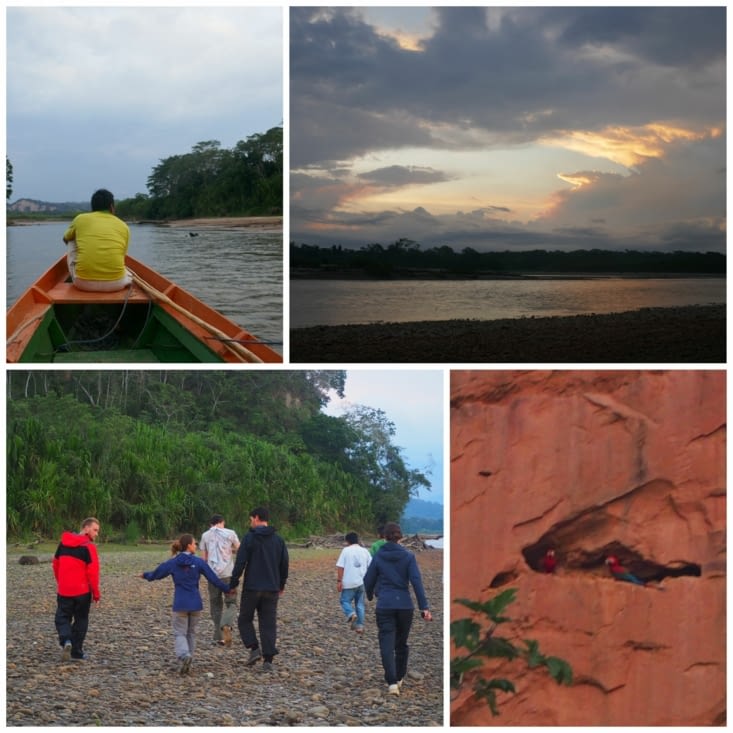 A la recherche des Aras