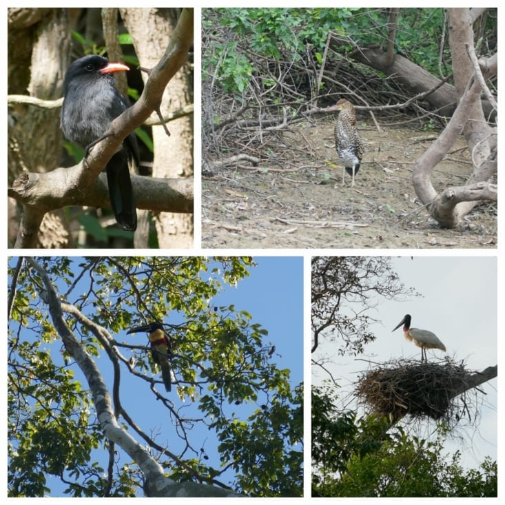 Les oiseaux de la pampa