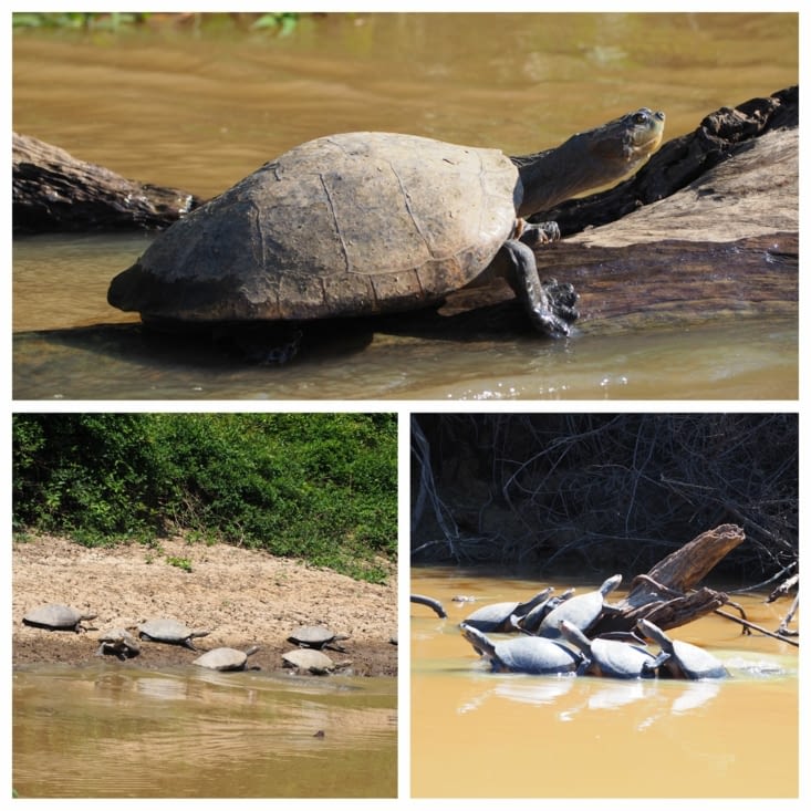 Les tortues galapagos
