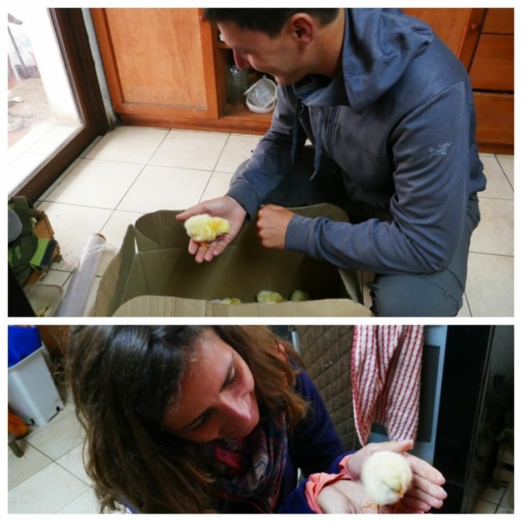 Livraison de poussins