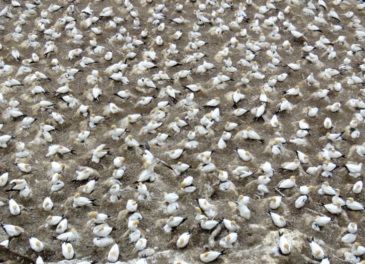 Muriwai's gannet colony
