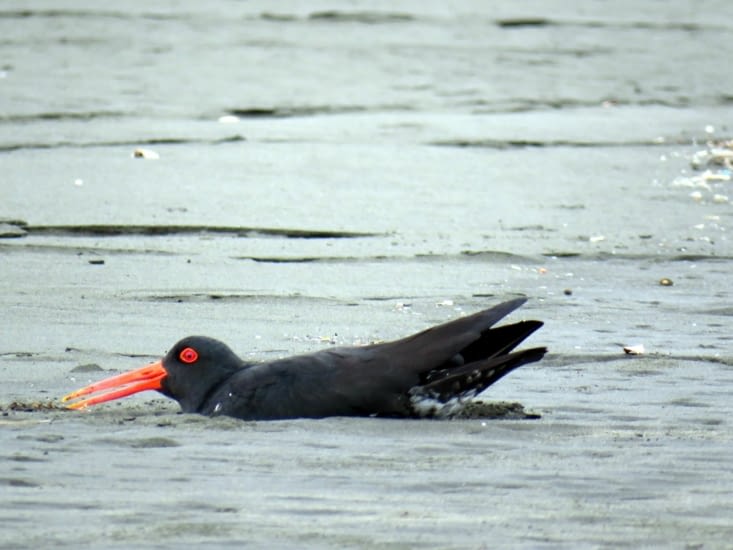 Un poulet de plage se creuse un lit dans le sable chaud