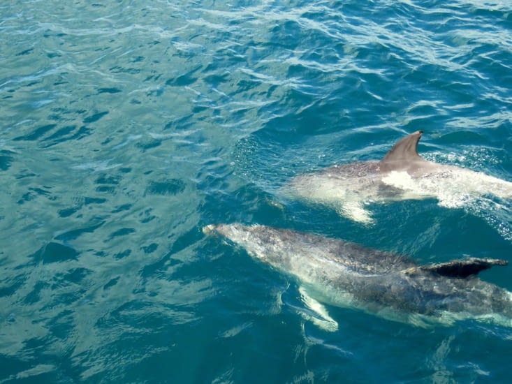 Les dauphins poursuivent leur route devant le bateau