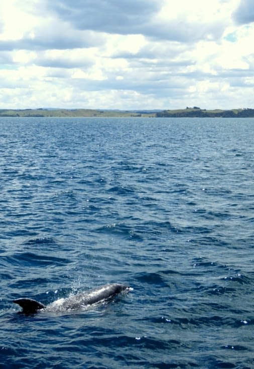 De gros dauphins curieux et joueurs