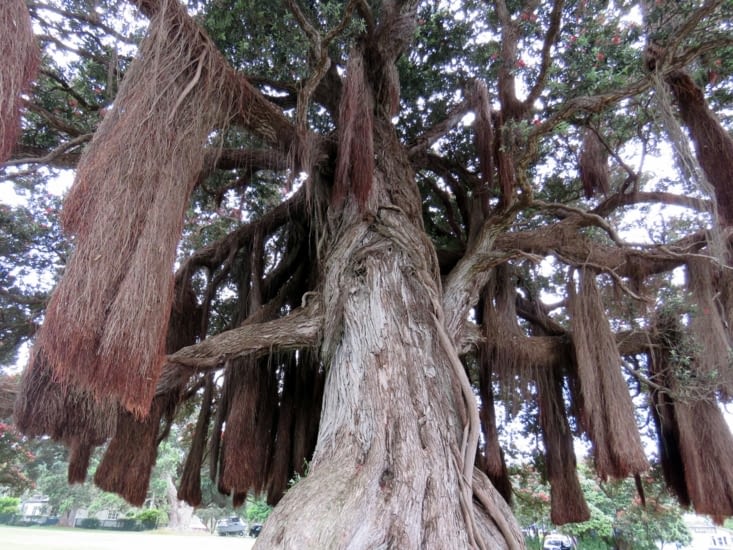 Un arbre sorcier quelque part vers Waiomu