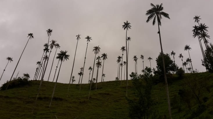 Les palmiers de Salento vertigineux (Colombie)