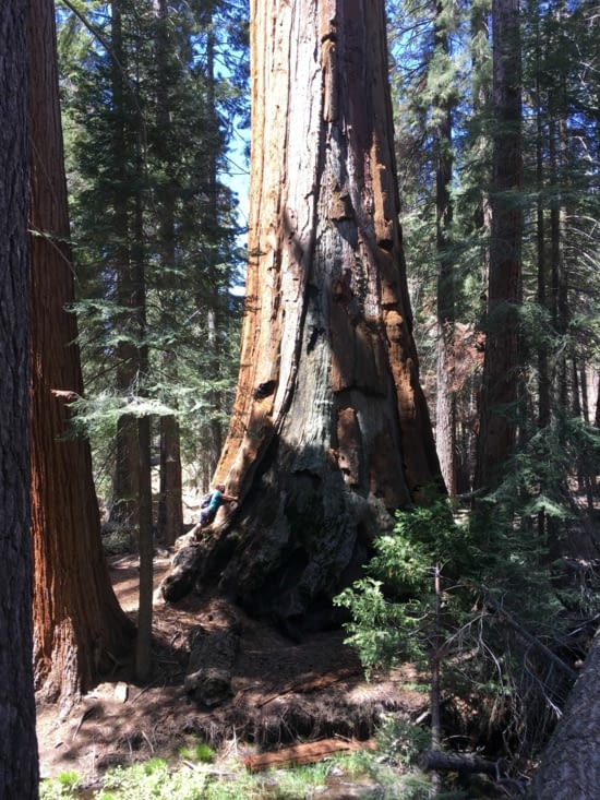 Câlin au séquoia.