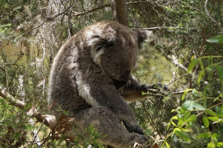 Koala center le dernier refuge des koalas de l'ile