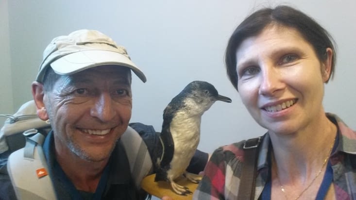 selfe penguin, photos interdites pendant la parade