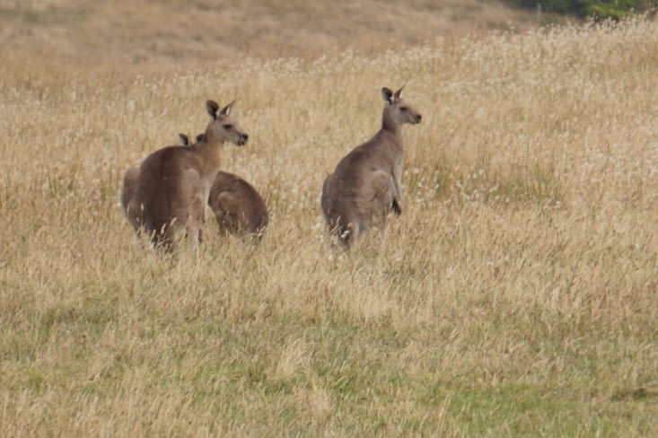 Famille kangourou en promenade !