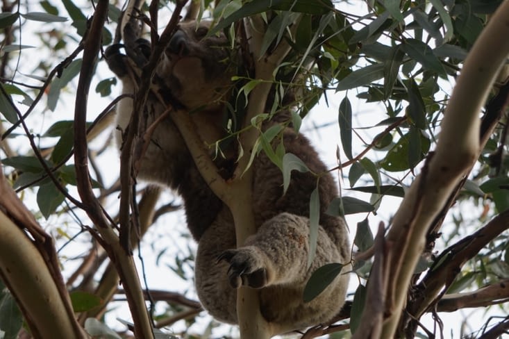 La sieste des koalas.