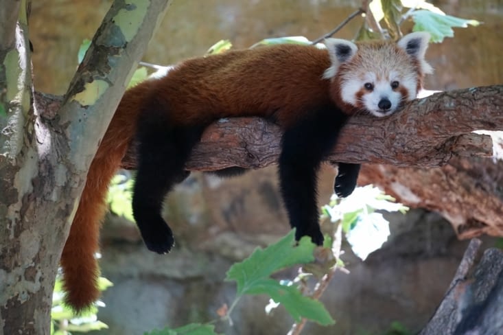 3 ème journée: Le zoo de Taronga. Sieste pour le panda roux