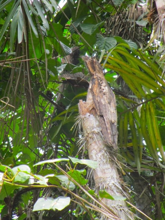 Oui Oui, c'est un oiseau