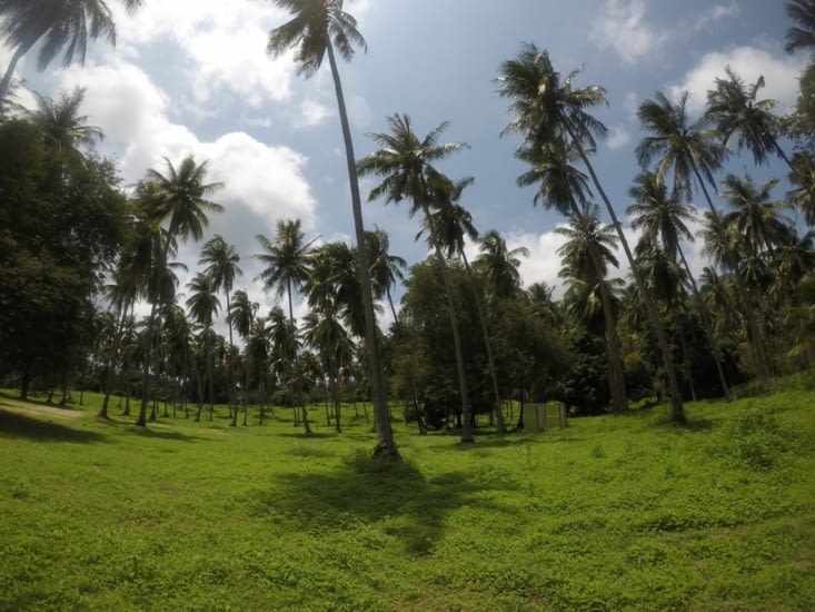 Pour aller à la plage, nous traversons un champ de cocotiers