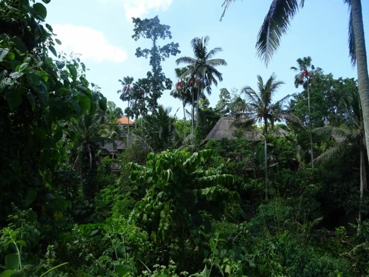 La jungle à 2 pas d'Ubud