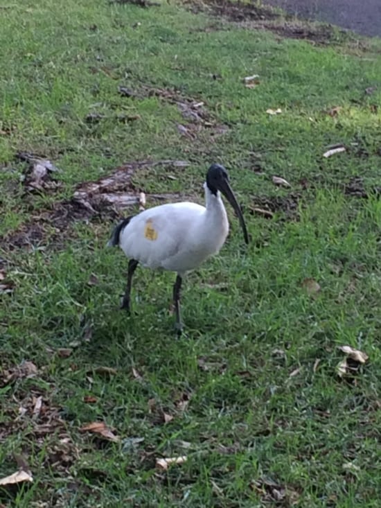 Pour ceux qui vont beaucoup à l'hôtel, voici un ibis