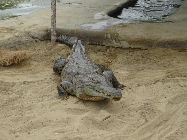 Ils sont méchants, ils sont gros... Ce sont les crocos !