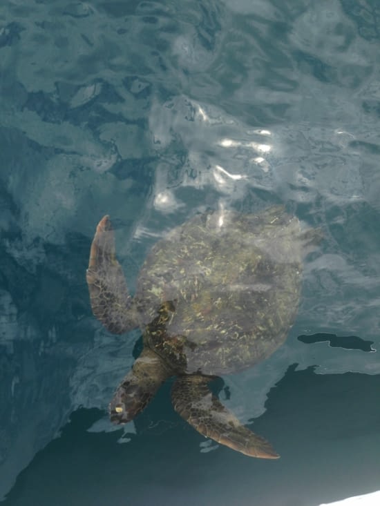 Y a le papa tortue, et la maman tortue, et les enfants tortues ...