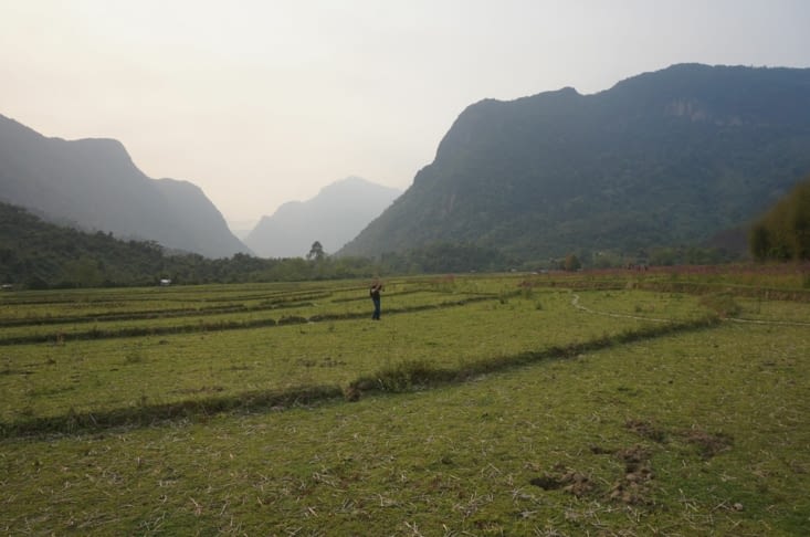 Un homme seul entre rizières et troupeaux