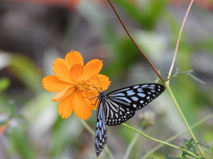 Le lendemain nous découvrons "Garden Butterly"