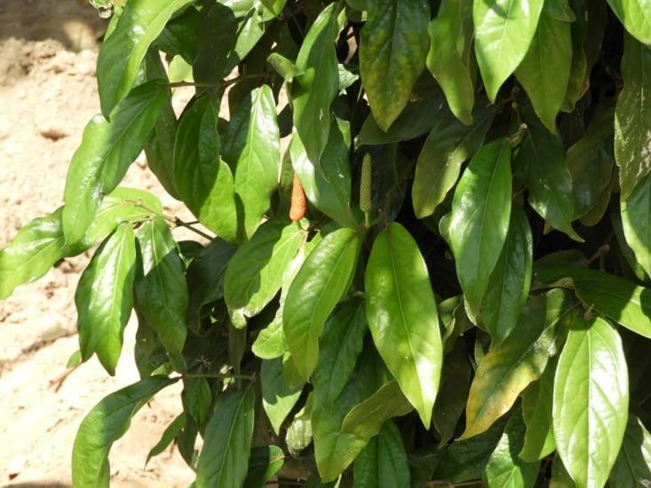 Plant de poivre long