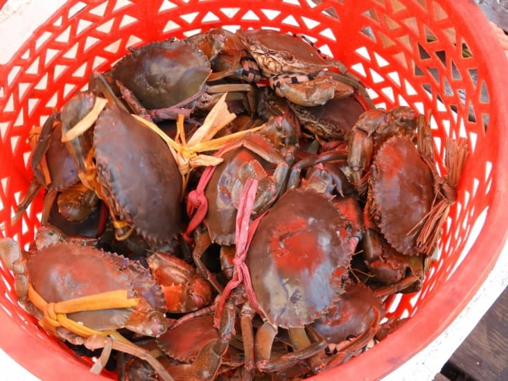 Tiens voilà du crabe