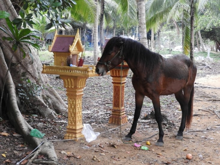 De retour au village nous croisons un cheval sans pitié pour Bouddha ?