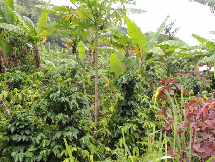 Plants de café qui cohabitent avec les bananiers