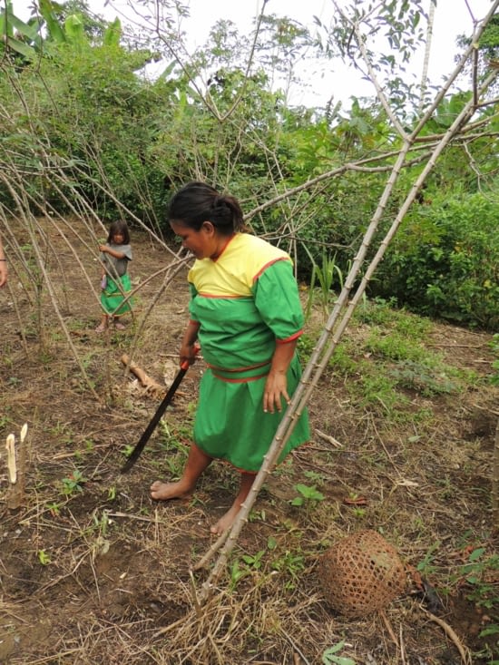 Le manioc provient des racines du yuca qui vient d'être coupé à la machette