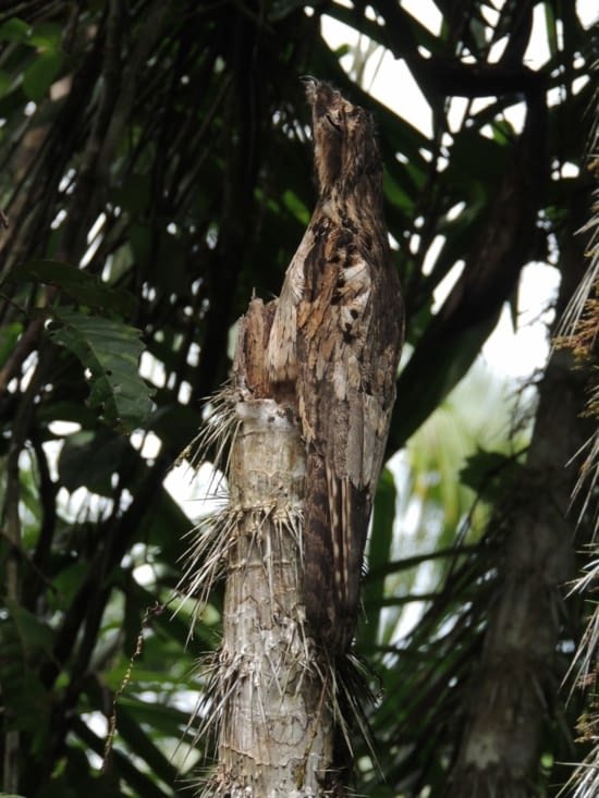 Mimétisme de l'oiseau avec la branche d'arbre...