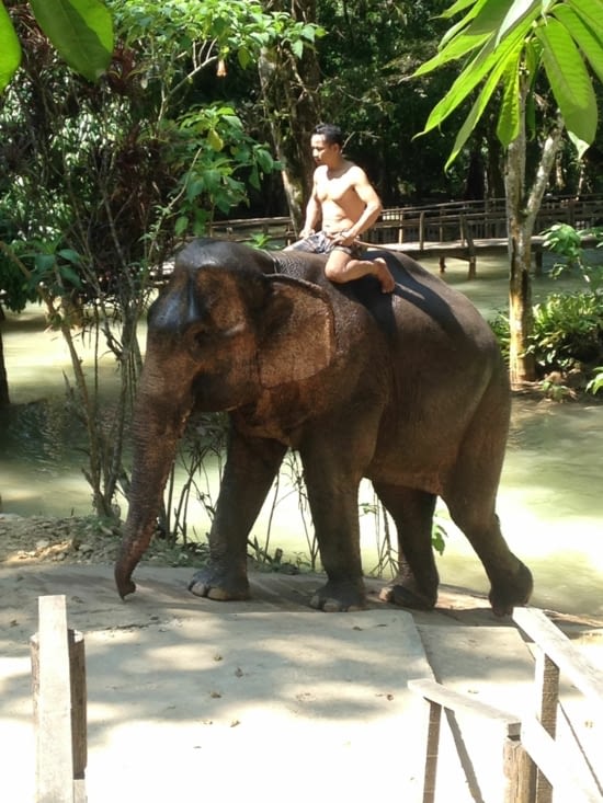 Les éléphants eux aussi ont piscine !