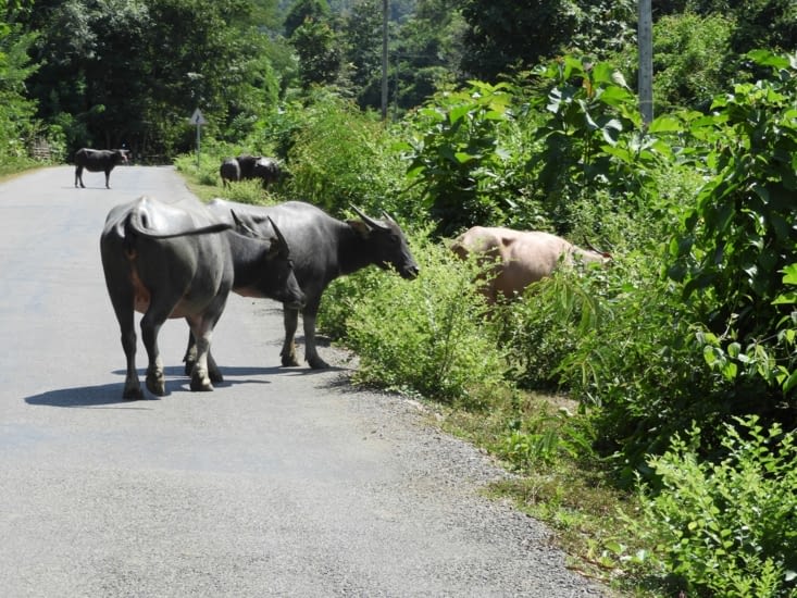 Quelques troupeaux sur le bord de la route