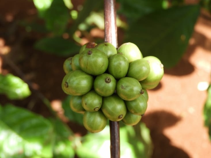 Le Plateau des Bolaven est un grand producteur de café