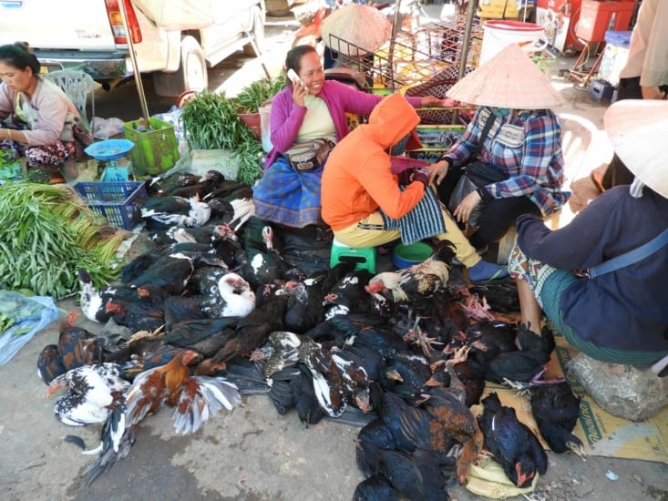 Téléphone pour suivre le cours de la volaille en live !