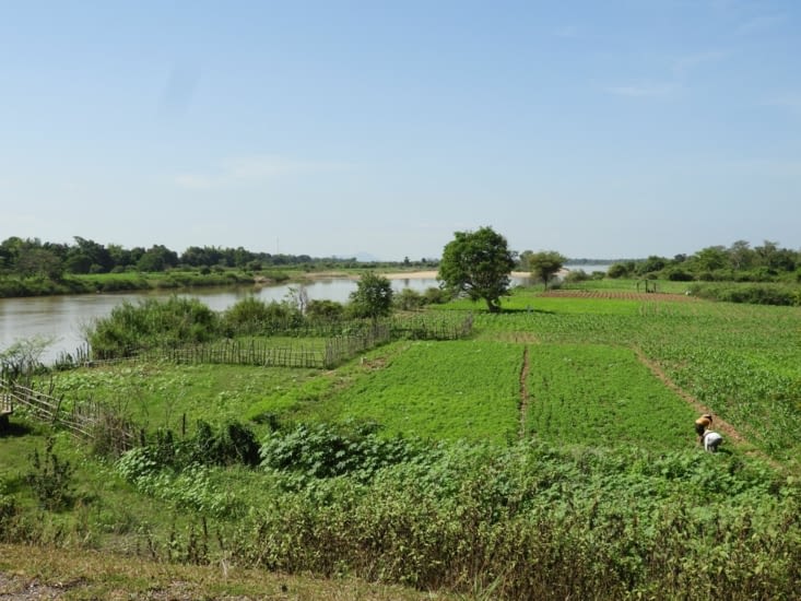 Les rives du Mékong propices aux cultures.