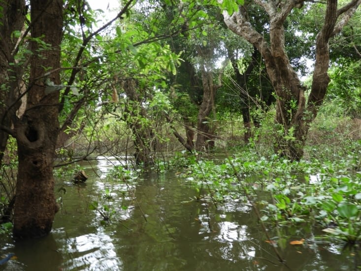 On termine par une balade en mangrove
