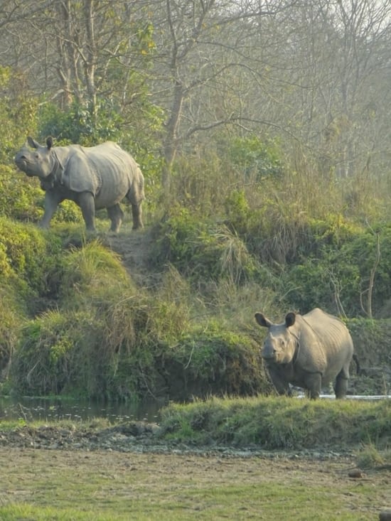 Deux rhinocéros