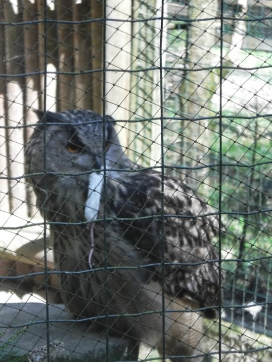 Un hibou en plein repas
