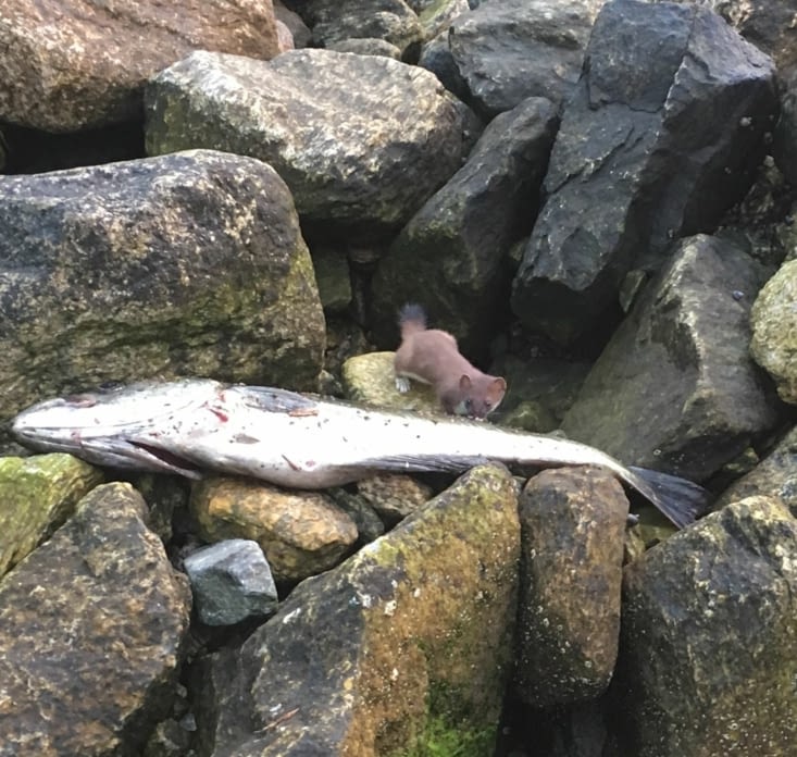 La nouvelle prise du jour et un visiteur surprise : une belette