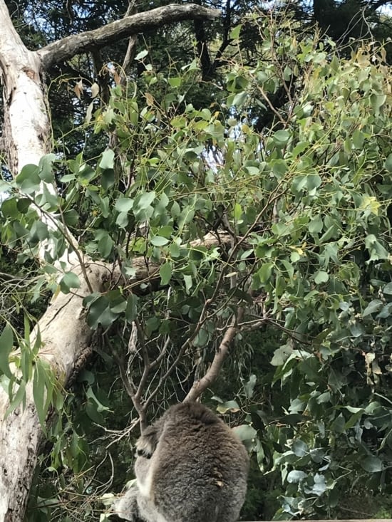 Koala qui se repose